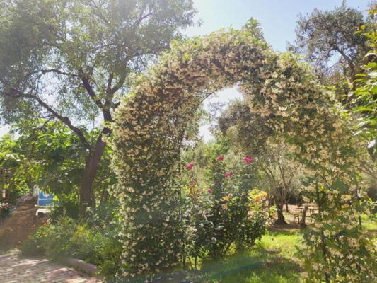 B&B Il Girasole Sant'Anna Arresi Eksteriør billede